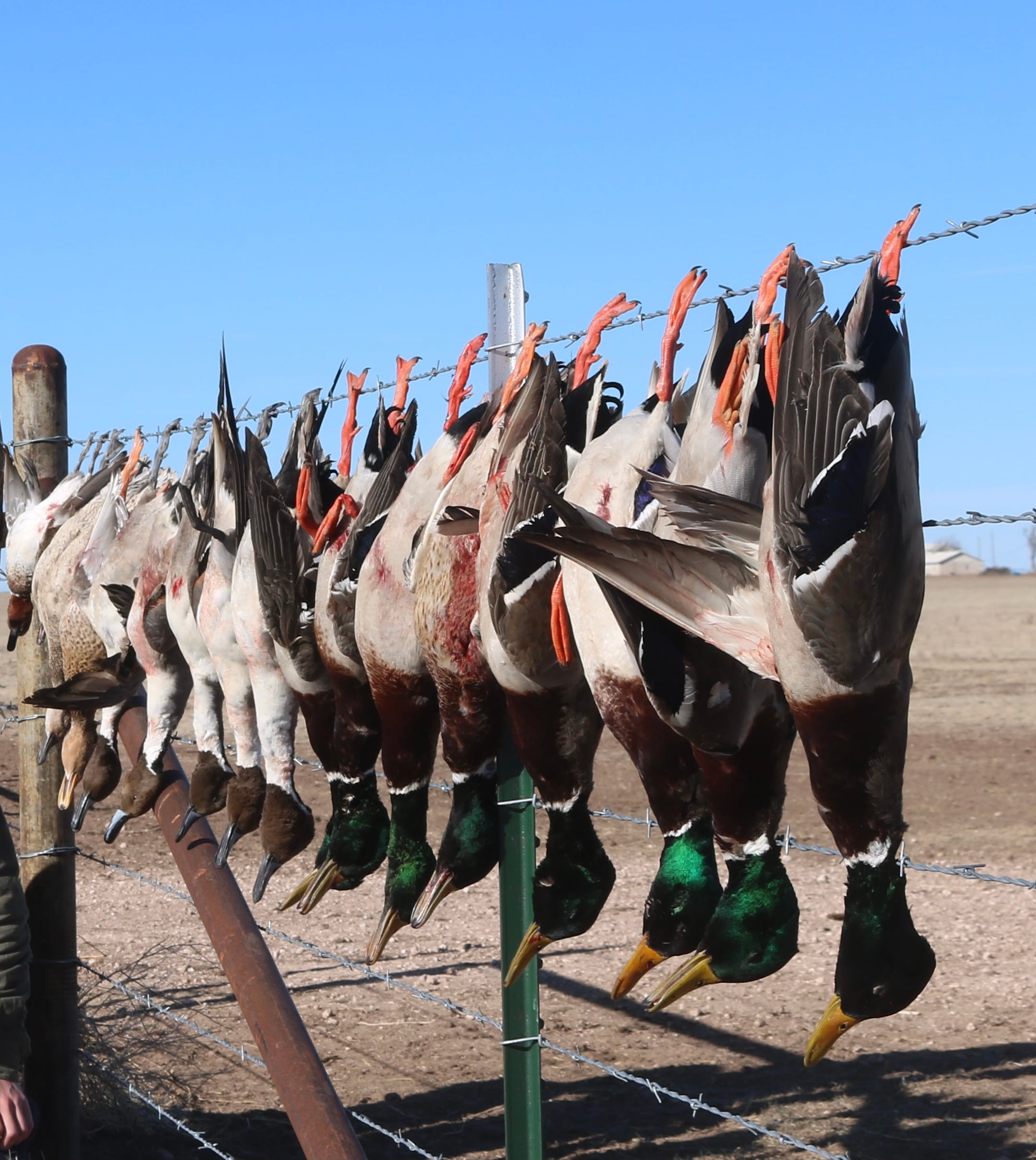 Duck hunt fence display
