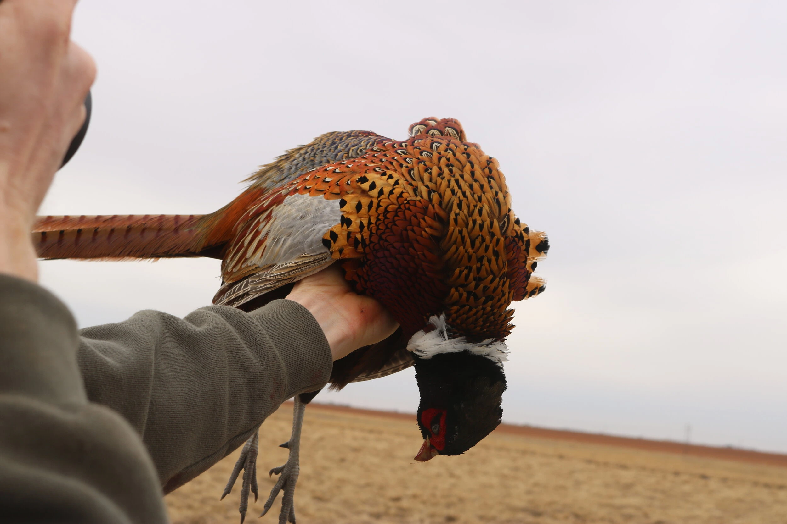 Gamebird Hunts